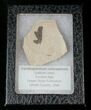 Fossil Balloon Vine Leaf - Green River Formation #16290-2